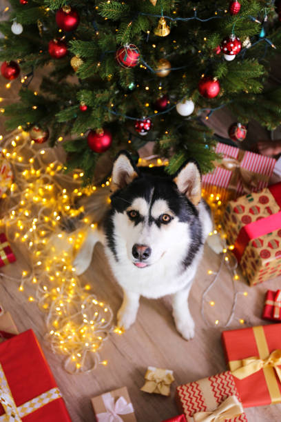 LITTLE GIRL hug HUSKY DOG Christmas Tree Best Gifts TOYS Russian New Postcard 