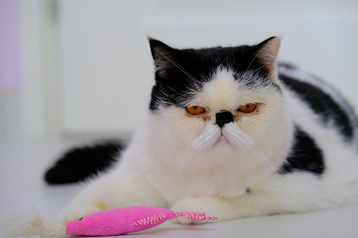 Cute Exotic Shorthair Cat In Black And White Color Stock Photo