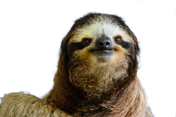 Cute face of a three-toed sloth (Bradypus variegatus) stock photo