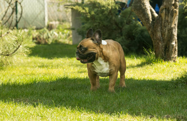 A cute fawn french bulldog running on the green grass. French Bulldogs are dog companions. stock photo