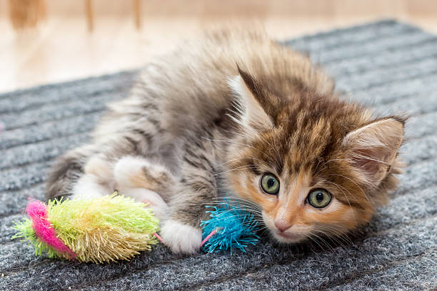 Cute fluffy kitten with toy stock photo
