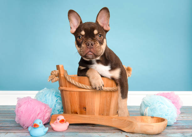 Cute french bulldog in a wooden bathtub on a blue background stock photo