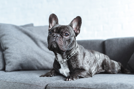 Cute French Bulldog Lying On Grey Sofa Stock Photo - Download Image Now - Dog, Apartment, Puppy - iStock