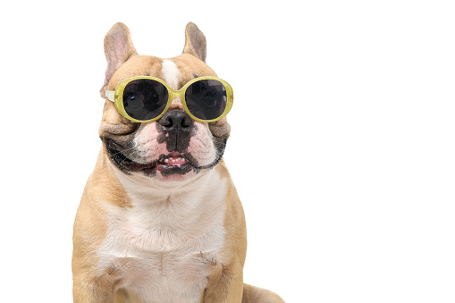 Cute french bulldog wear fashion sunglasses isolated on white background, pets and animal on summer concept