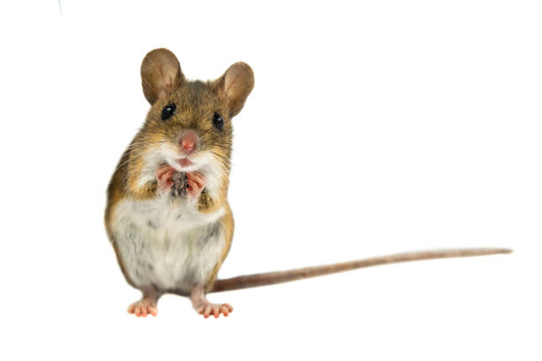 Cute Funny Field Mouse on white background Cute Funny Wood mouse (Apodemus sylvaticus) with curious cute brown eyes looking in the camera on white background mouse animal photos stock pictures, royalty-free photos & images