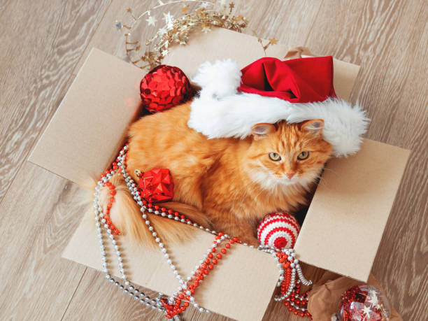de leuke gemberkat ligt in doos met kerstmis en de decoratie van het nieuwjaar op houten achtergrond. pluizig huisdier met rode hoed van de kerstman. fuzzy huisdier tijdens de wintervakantie voorbereiding. - christmas cat stockfoto's en -beelden