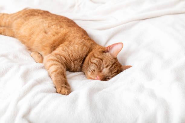 Cute ginger cat sleeps on the bed Cute ginger cat sleeps on bed with white fluffy blanket cat color cream stock pictures, royalty-free photos & images