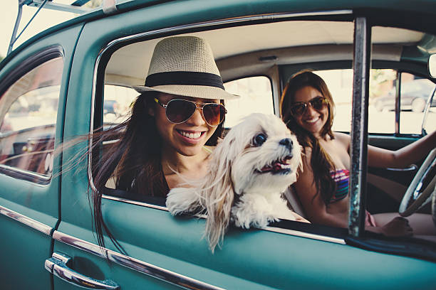 cute girls in vintage car with dog cute girls and car hot latino girl stock pictures, royalty-free photos & images