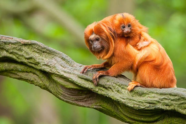 cute golden lion tamarin with baby stock photo
