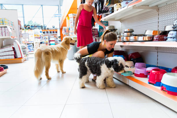 Cute Golden retriever and Tibetan Terrier in pet store stock photo