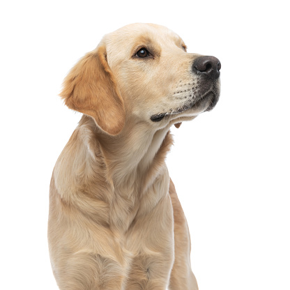 cute golden retriever dog looking away at his master with humble eyes and sitting against white background