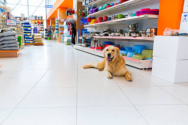 Cute Golden Retriever in pet store stock photo