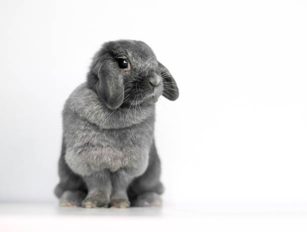 a cute gray lop rabbit sitting - dwarf rabbit bildbanksfoton och bilder
