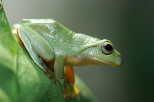 かわいいグリーンのカエル アマガエルのストックフォトや画像を多数ご用意 Istock