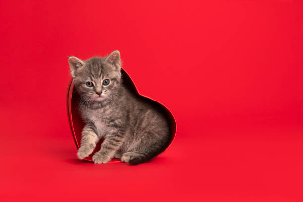 Cute grey tabby kitten in a heart shaped red present box on a red background with space for copy stock photo