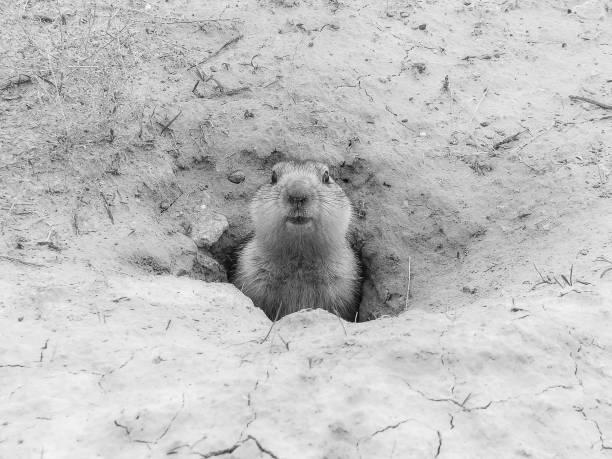 Cute groundhog after hibernation - a landmark of the steppes, Baikonur, Kazakhstan Surprised marmot in his mink on the background of light steppe clay baikonur stock pictures, royalty-free photos & images