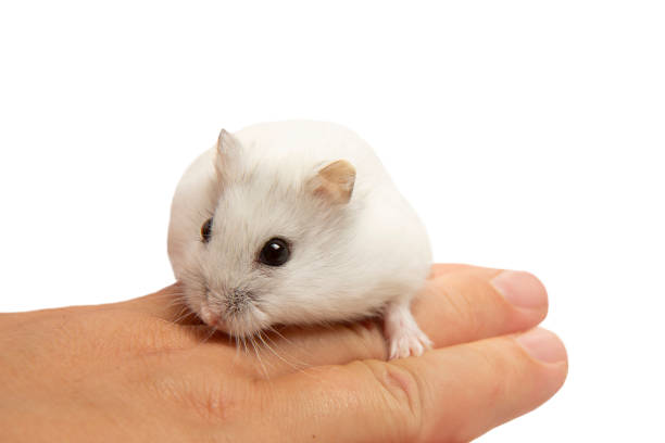A cute hamster is sitting on the hostess's hand. Hamster close-up. stock photo