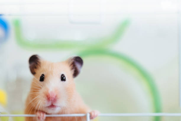 Cute hamster stock photo