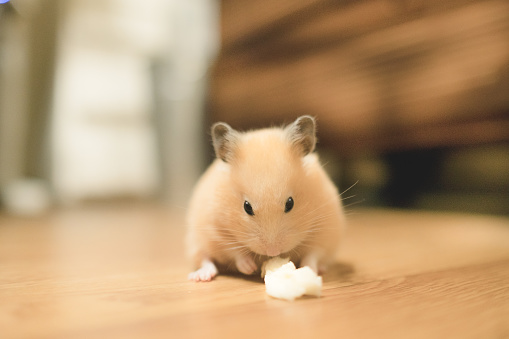 Cute Hamster sitting on the floor and eating