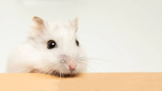 Cute hamster sticks out his muzzle. Hamster close-up and copy space. stock photo