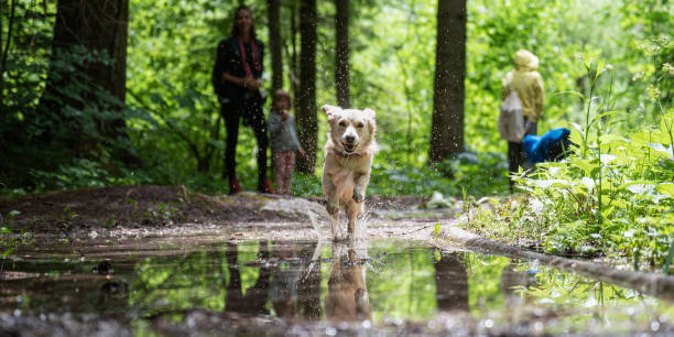 Cute happy dog running through a puddle stock photo