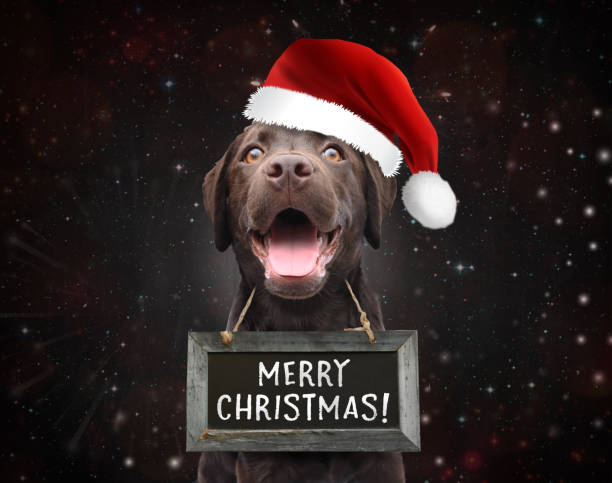 Cute happy dog wish you a merry christmas wearing a sign board with christmas quote stock photo