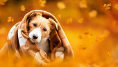 Cute happy pet dog puppy listening from a blanket with leaves. Orange golden autumn fall banner.