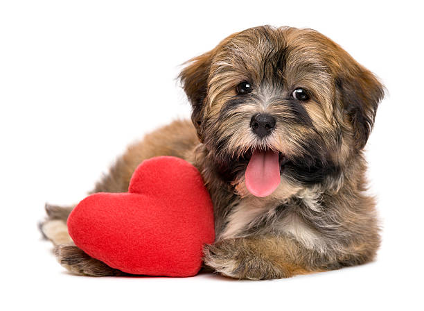 Cute happy valentine havanese puppy dog with a red heart Cute lover happy valentine havanese puppy dog with a red heart, isolated on white background animal tongue stock pictures, royalty-free photos & images