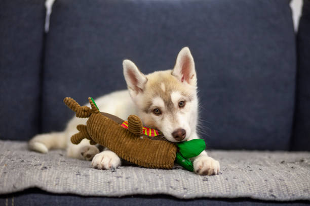 Cute husky puppy stock photo