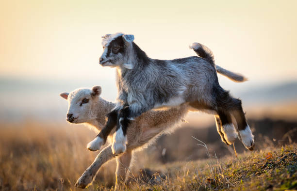 bambino carino e agnello in esecuzione in fattoria in primavera - capra ungulato foto e immagini stock