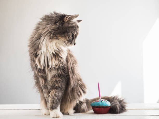 Cute kitten and a festive cupcake Cute, fluffy, gray kitten and a festive cupcake with one candle on a white, isolated background. Celebrating the birthday of your pet. Caring for animals happy birthday cat stock pictures, royalty-free photos & images
