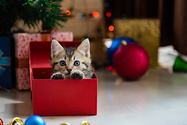 cute kitten in christmas. - christmas cat stockfoto's en -beelden