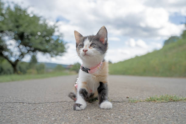 söt kattunge - cat leash bildbanksfoton och bilder