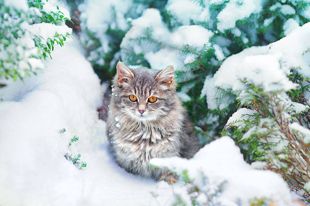 cute kitten sitting on the snowy pine tree - cat snow bildbanksfoton och bilder