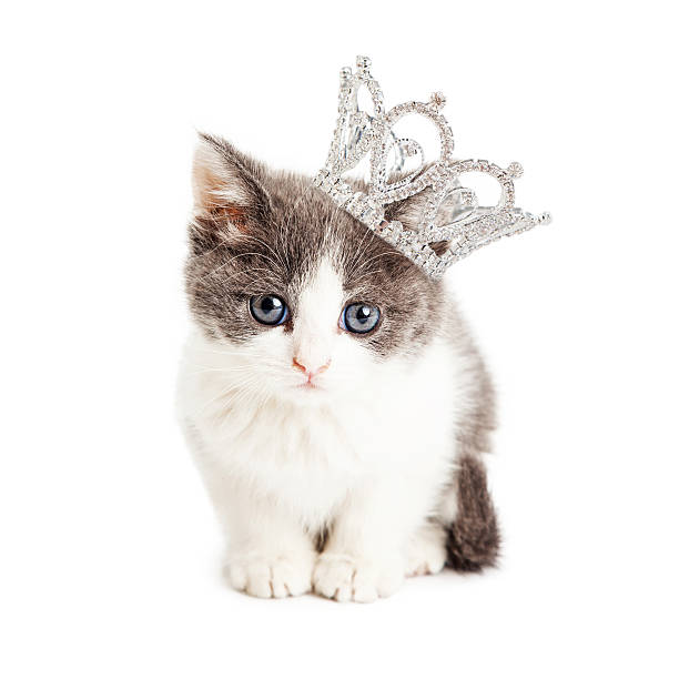 Cute Kitten Wearing Princess Crown stock photo