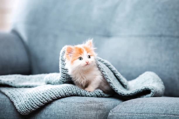 Cute kitten with scarf sitting on gray sofa stock photo