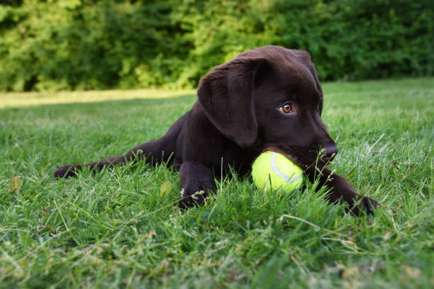 Cute labrador puppy dog lying down in green grass field playing with yellow tennis ball in mouth world animal day 4 october stock photo