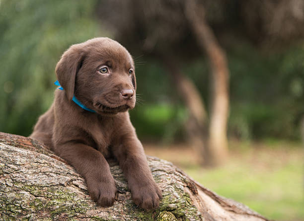 Cute labrador puppy on tree Close up portrait of a cute labrador puppy on tree with copy space to the right labrador retriever stock pictures, royalty-free photos & images
