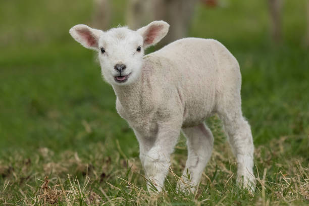Cute lamb in the field stock photo