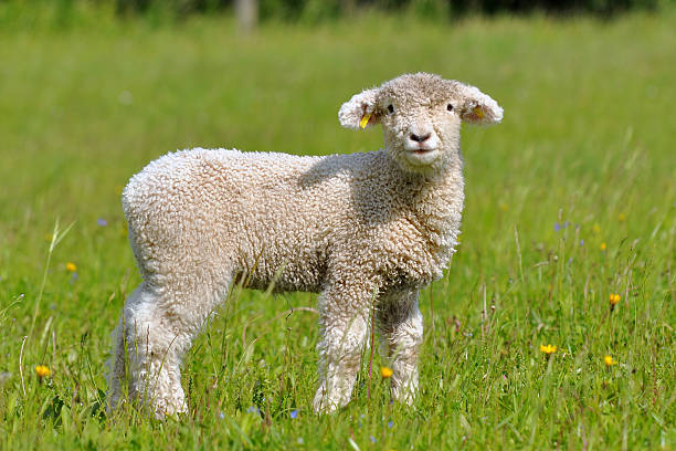 cute lamb stock photo