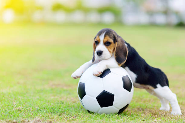 Cute little Beagle with football Cute little Beagle playing football in garden beagle puppies stock pictures, royalty-free photos & images