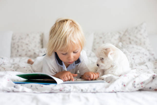 Cute little blond child, toddler boy, reading book with white puppy maltese dog stock photo