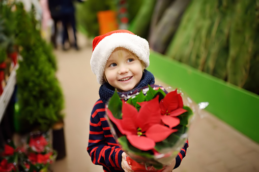 Cute little boy in Santa hat holding a poinsettia
