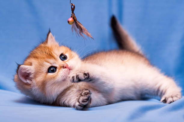 Cute little British kitten playing with feathers stock photo
