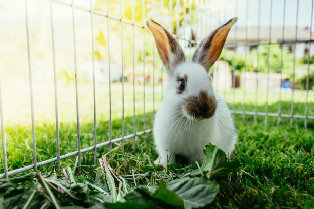 Cute little bunny in an outdoor compound, green grass stock photo