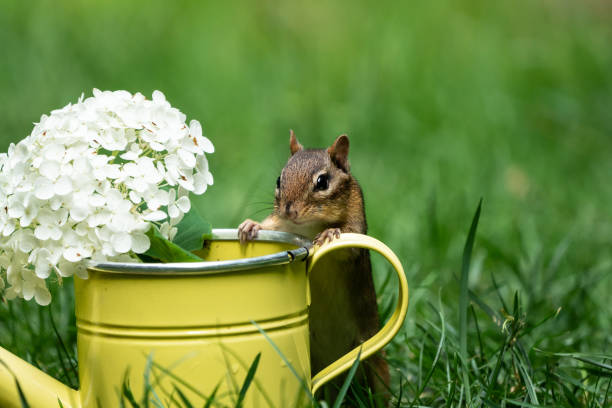 Photo of Cute little chipmunk (Tamias stratus) peeks in yellow watering can.