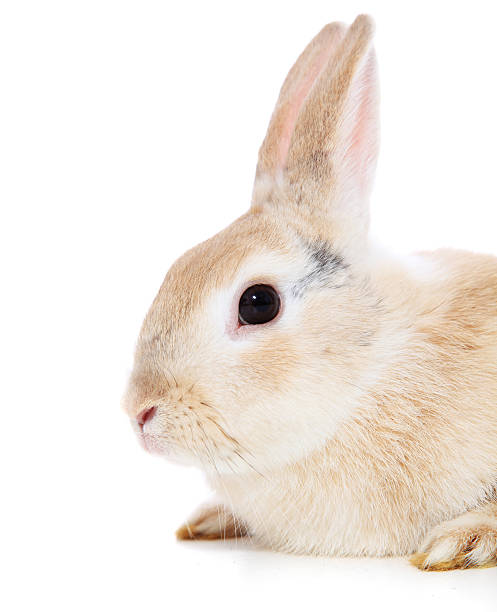 cute little dwarf rabbit - dwarf rabbit isolated bildbanksfoton och bilder