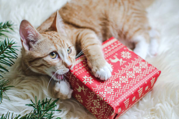 schattige kleine gember kitten leggen in zachte witte namaakbont deken, holding rood papier gift box kerst nieuwjaar concept vintage - christmas cat stockfoto's en -beelden