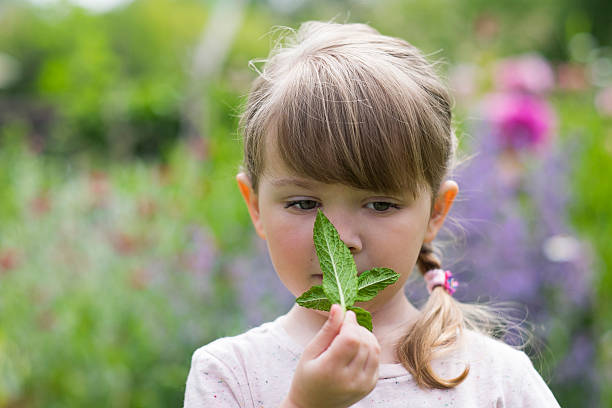 Cute little girl in garden smelling mint sheet stock photo