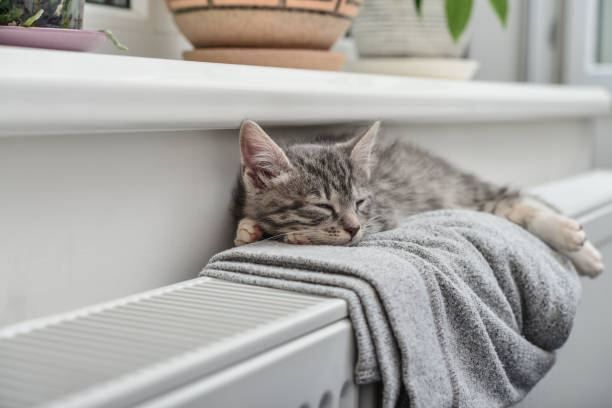 simpatico gattino grigio - riscaldamento foto e immagini stock